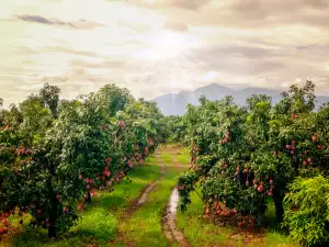 Зелен камък - кога и за какви растения се използва