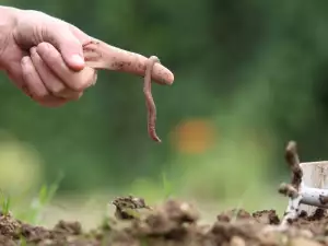 Нематод по картофите