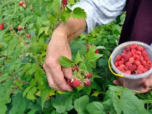 Сортове малини и кой да избера за градината си