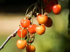 Засаждане и грижи за черешови дървета