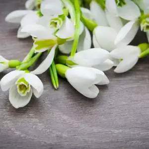 Mясто и засаждане на кокиче