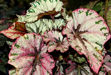 Маншетна бегония (Begonia Manicata)