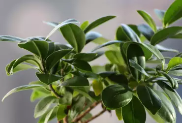 Правила при отглеждането на фикус