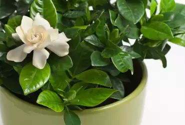 Как се отглежда гардения у дома