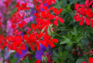 Хитринки за обилен цъфтеж на сакъзчетата