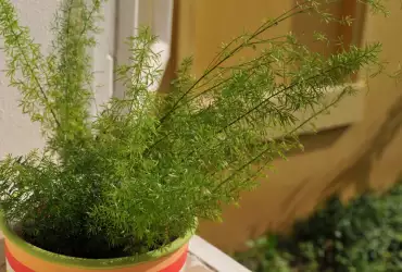 Засаждане и грижи за аспарагус