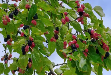Отглеждане на дърво черница в двора