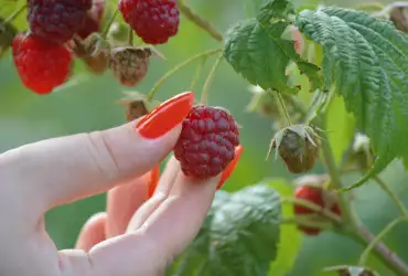 Мулчиране и торене на малини