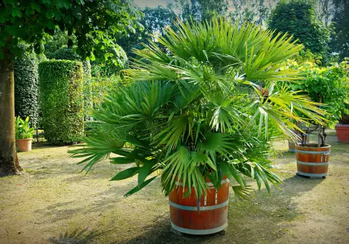 Кога да изнесем палмите навън през пролетта?