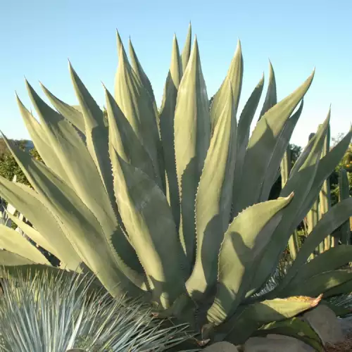 Кога да изнесем агавето навън?