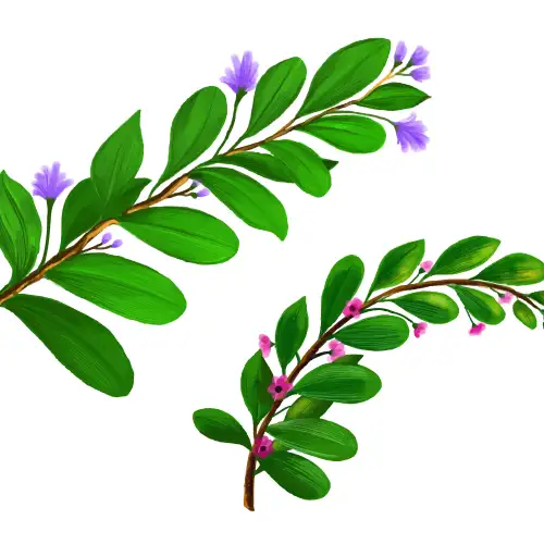 Амфора