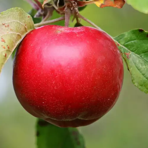 Болести по ябълките