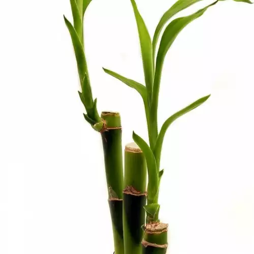 Гниене при бамбук