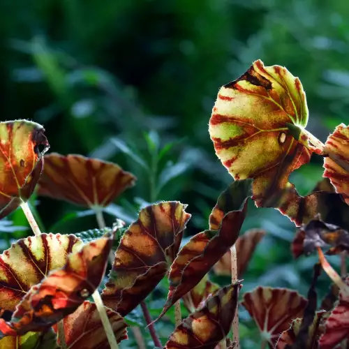 Бегония Клеопатра (Begonia Cleopatra)