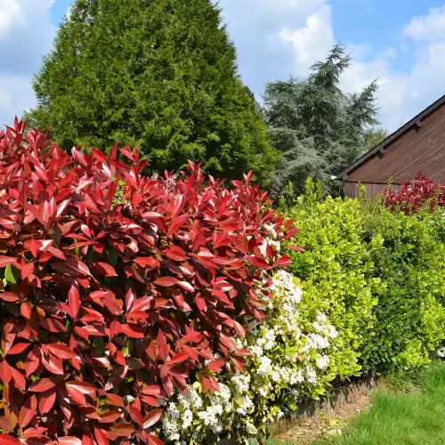 Вечнозелена Фотиния (Photinia)