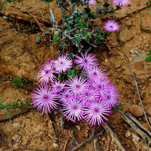 Лампрантус (Lampranthus)