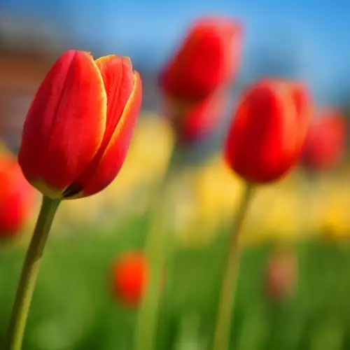 Как да изберем най-добрите многогодишни лалета за градината