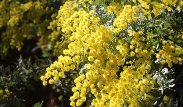 Акация деалбата (Acacia dealbata)