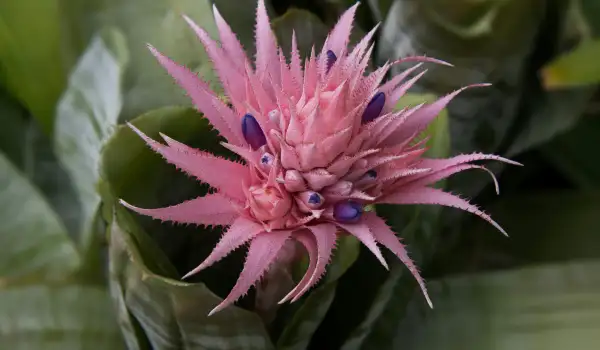 Ехмея (лат. Aechmea)