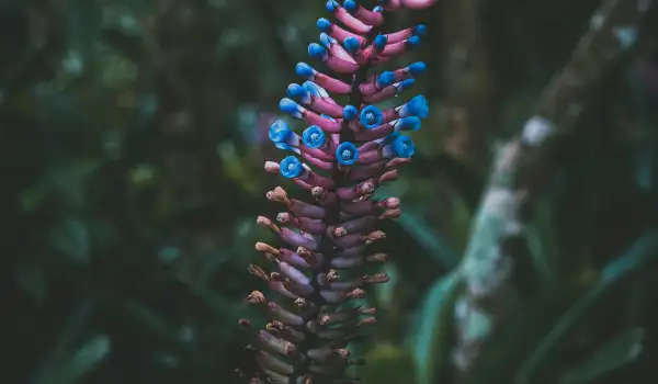 Ехмея  (Aechmea)