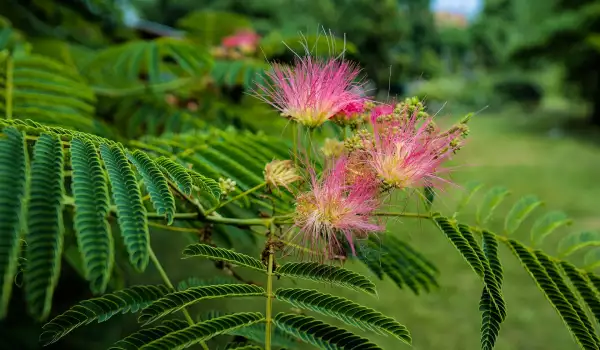 Албиция (Albizia)