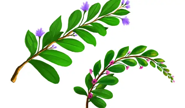 Амфора (Amorpha Fruticosa)