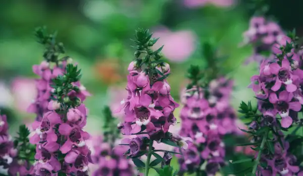 Ангелония (Angelonia angustifolia)