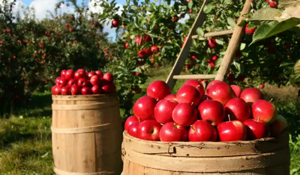 Отглеждане на ябълки в градината