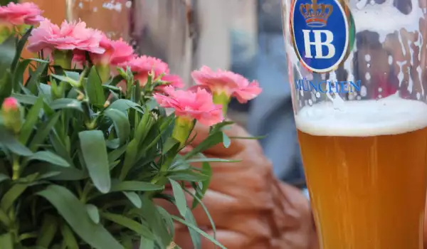 Полезно ли е да подхранваме цветята с бира?