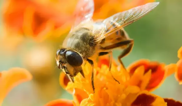 пчелите са полезни насекоми в градината