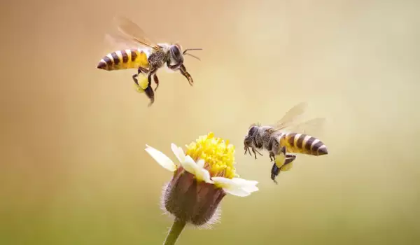 Благоприятни растения за пчелите