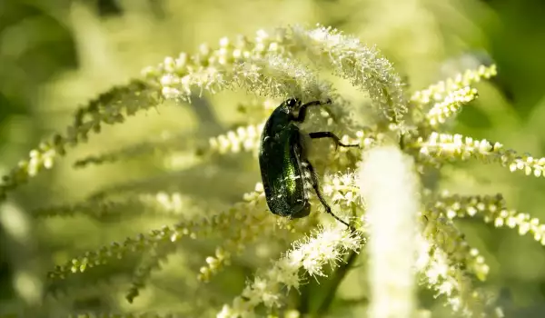Aruncus