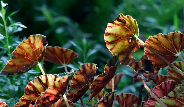 Бегония Клеопатра (Begonia Cleopatra)