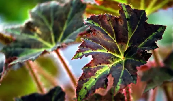 Звездолистна бегония (Begonia heracleifolia)