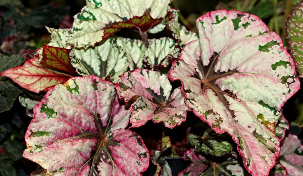 Маншетна бегония (Begonia Manicata)