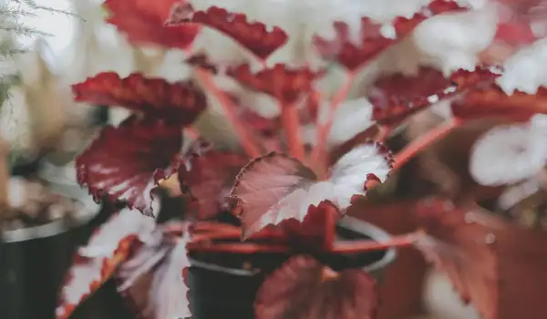 Царска бегония (Begonia rex)