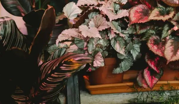 Бегония рекс Begonia rex cultorum