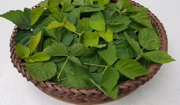 Народна медицина с листа от къпина