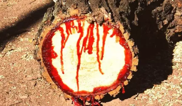 Как да третираме раните по кората на дървото