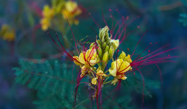 Козята брада (Caesalpinia gilliesii)
