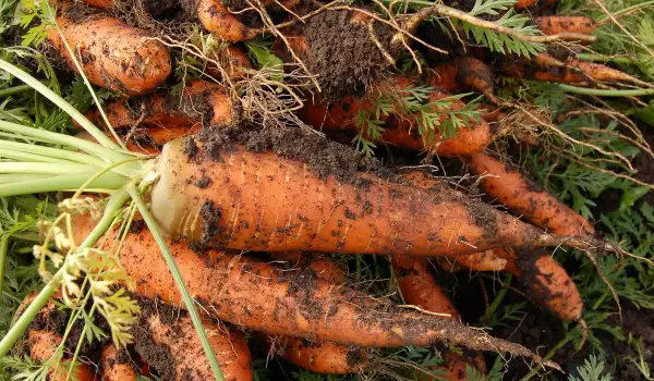 Превенция на бяло гниене по морковите