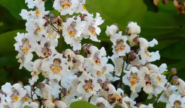 Дърво Каталпа (Catalpa)