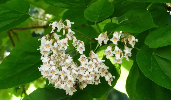 Каталпа (Catalpa)