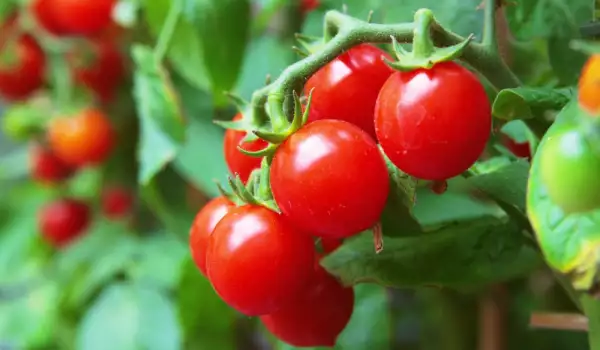 Как да се отървем от миризливките по доматите?
