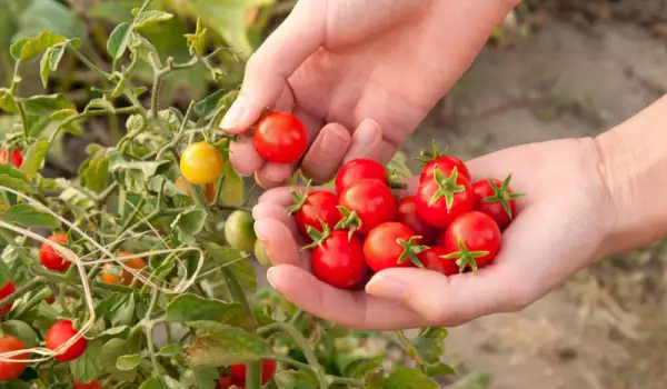 отглеждане на чери домати