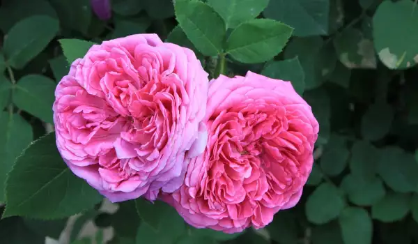Съвети за буен цъфтеж на роза дамасцена