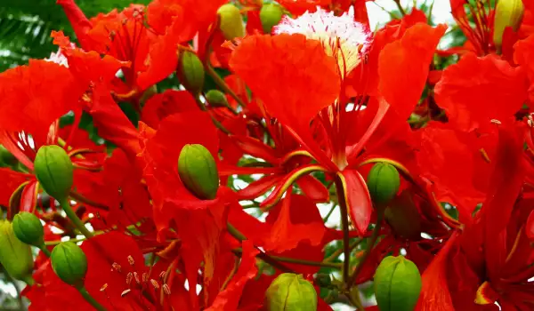 Огнено дърво (Delonix regia)