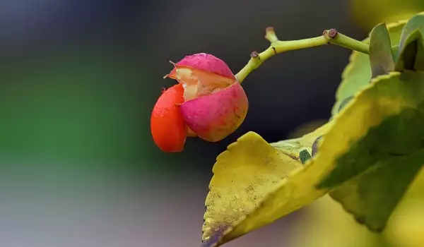 Японски чашкодрян, евонимус (Euonymus japonicus)