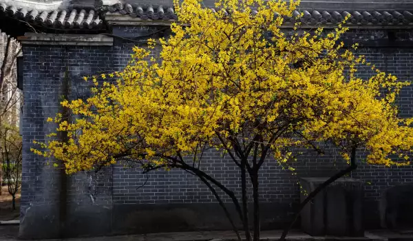 Дърво Форзиция (Forsythia)