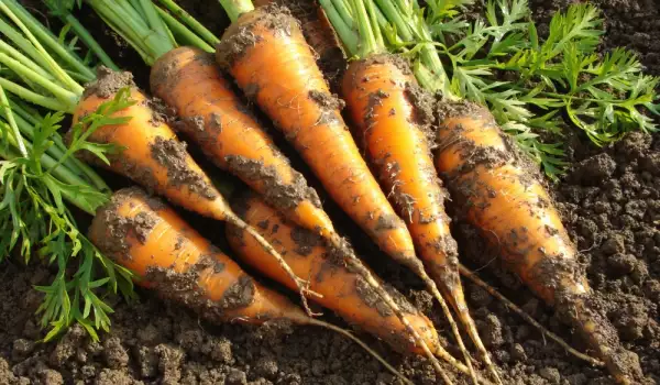 Засаждане на моркови